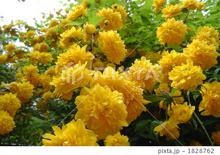 ヤマブキ ヤマブキ 1828762