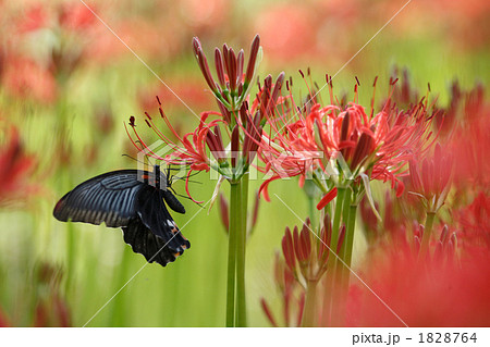 美しい曼珠沙華とクロアゲハ 1828764