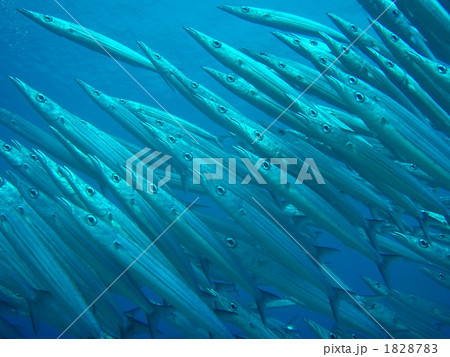 ベクトル 1828783