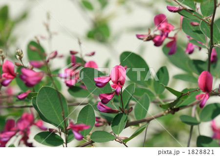 萩の花 萩の花 1828821