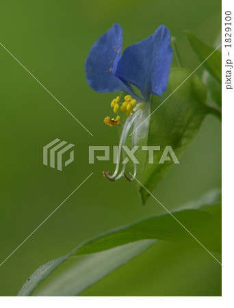 ツユクサ 1829100
