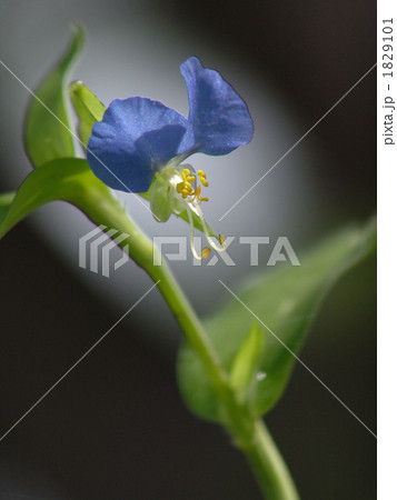 ツユクサ 1829101