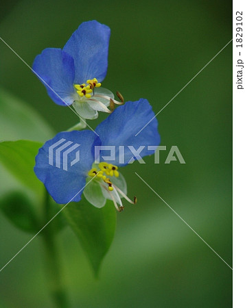 ツユクサ２連 1829102