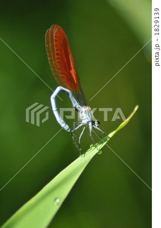 ニホンカワトンボ ニホンカワトンボ 1829139