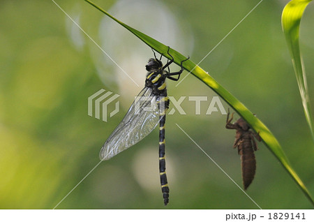 オニヤンマの羽化 1829141