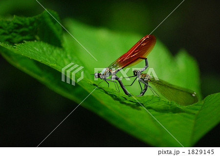 ニホンカワトンボハート型 1829145