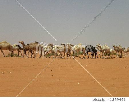 サウジアラビアの砂漠を歩くラクダの群れ 1829441
