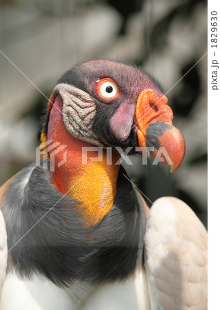 トキイロコンドル 1829630