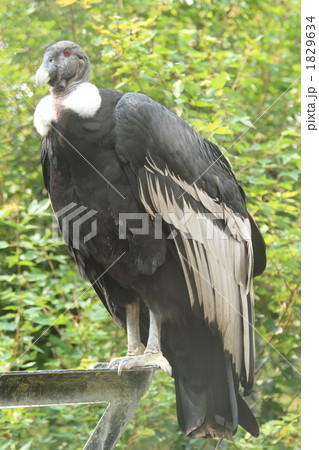 コンドル コンドル 1829634