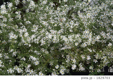 カスミソウ　 1829703