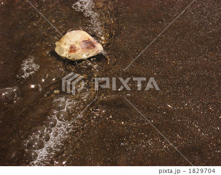 鹿島灘産はまぐり 鹿島灘産はまぐり 1829704