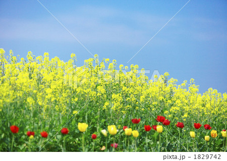 菜の花畑 1829742