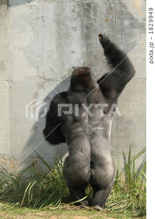 座高＝身長？ 1829949