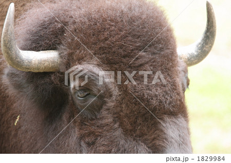 アメリカバイソン 1829984