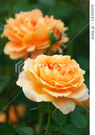 秋バラ「万葉」 1830009