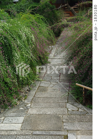 萩の花 萩の花 1830180