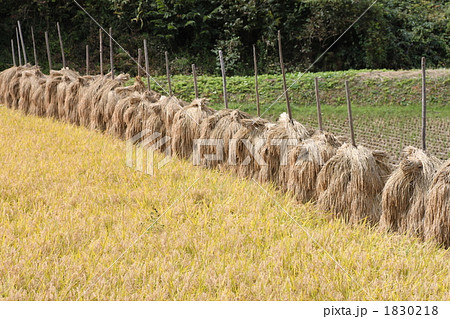 稲刈り 1830218