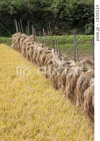 稲刈り 1830224