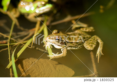 トウキョウダルマガエル トウキョウダルマガエル 1830325