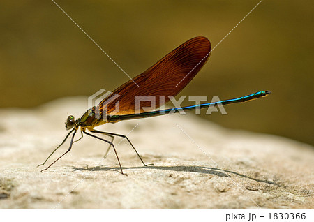 カワトンボ 1830366