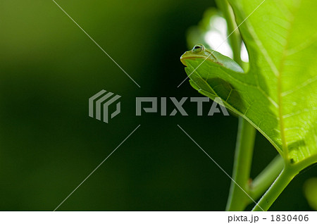 カエルの子供 1830406