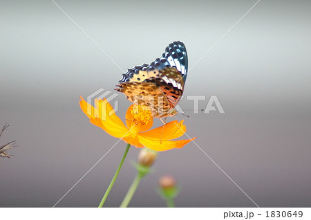 ツマグロヒョウモンチョウの雌が羽を広げています 1830649