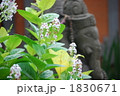 花と石像 1830671