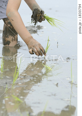 田植え 1830794