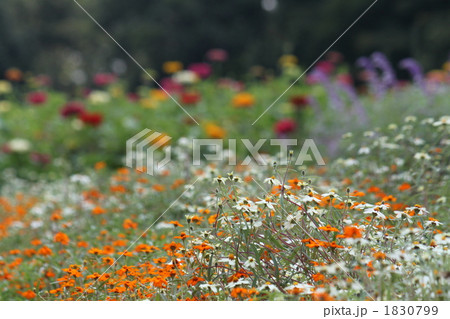 ホソバヒャクニチソウ 1830799