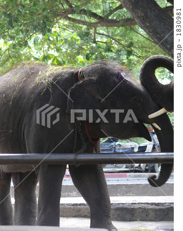 タイ・バンコクのゾウ 1830981