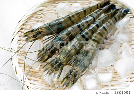 ブラックタイガー 1831001