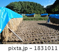 天日干し米 1831011