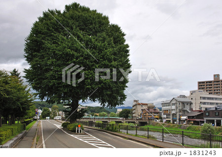盛岡散歩・上ノ橋際のイチョウ 1831243