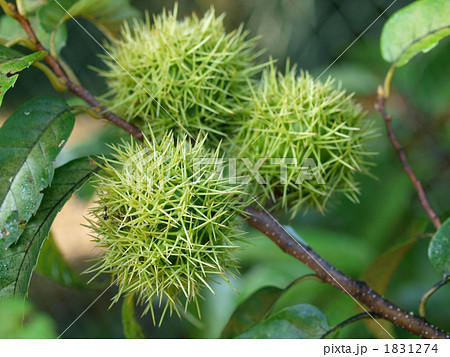 山栗の毬 山栗の毬 1831274