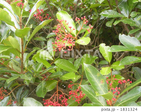 初夏に真っ白い花を咲かせた珊瑚樹の真っ赤実 1831324
