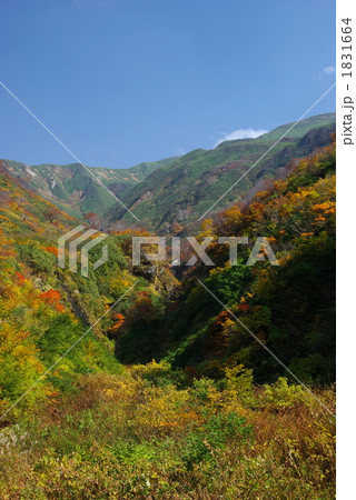 紅葉 紅葉 1831664