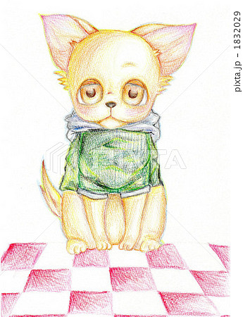 おすわりチワワ おすわりチワワ 1832029