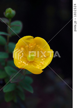 金糸梅 金糸梅 1832324