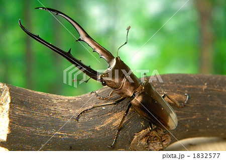 メタリフェルホソアカクワガタ 1832577