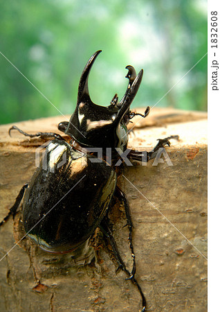 アトラスオオカブト アトラスオオカブト 1832608