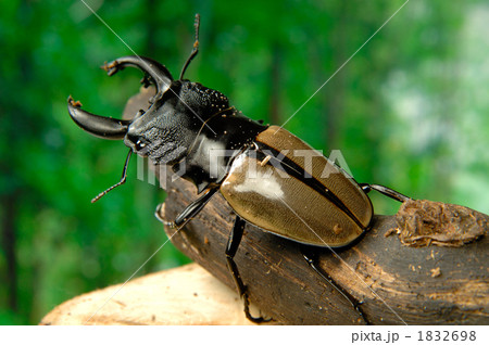 ルデキンツヤクワガタ 1832698