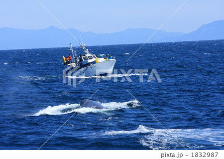 羅臼湾のマッコウクジラ 1832987