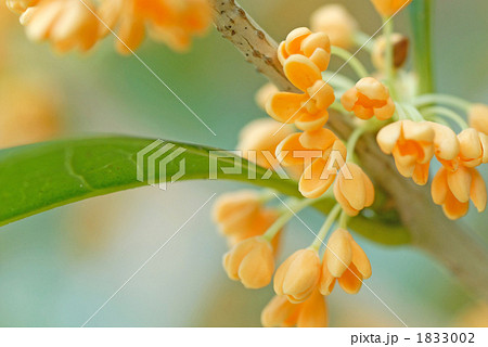 キンモクセイ 金木犀 きんもくせい 1833002