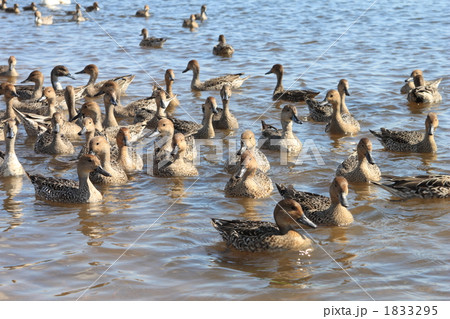 オナガガモ 1833295