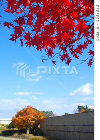 晴れ渡る空に赤いもみじ 晴れ渡る空に赤いもみじ 1833322