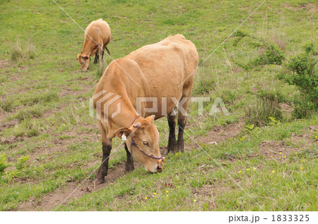 肥後の赤牛 1833325