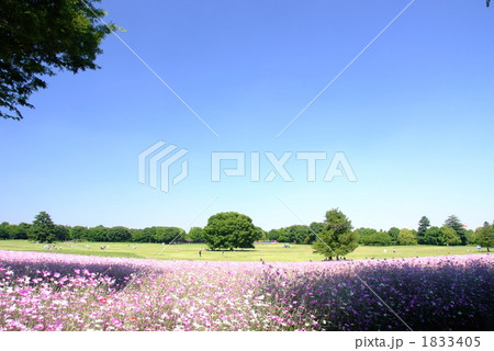 薄紫色のアグロステンマの花が咲く広い原っぱ 薄紫色のアグロステンマの花が咲く広い原っぱ 1833405