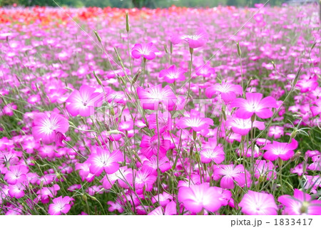 アグロステンマの薄紫色の花が咲き誇る花畑 1833417
