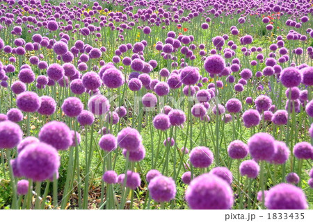 まり状の紫色の花が咲くアリウムの花畑 1833435