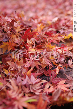 落ち葉 1833805